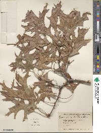 Quercus velutina image