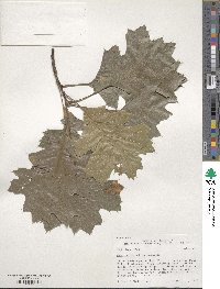 Quercus velutina image