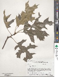 Quercus velutina image