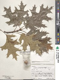 Quercus velutina image