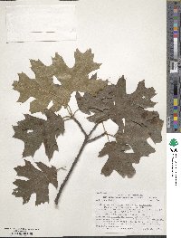 Quercus velutina image