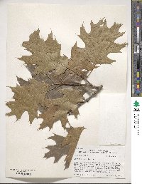 Quercus velutina image