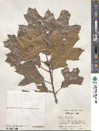 Quercus velutina image