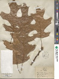 Quercus velutina image