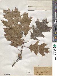 Quercus velutina image