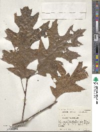 Quercus velutina image