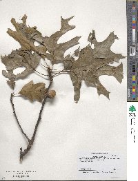 Quercus velutina image