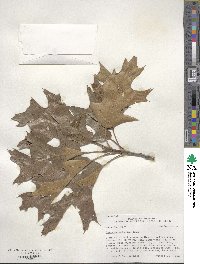 Quercus velutina image