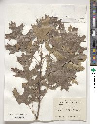 Quercus velutina image