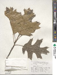 Quercus velutina image