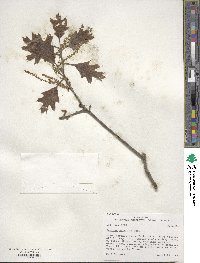 Quercus velutina image