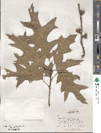 Quercus velutina image