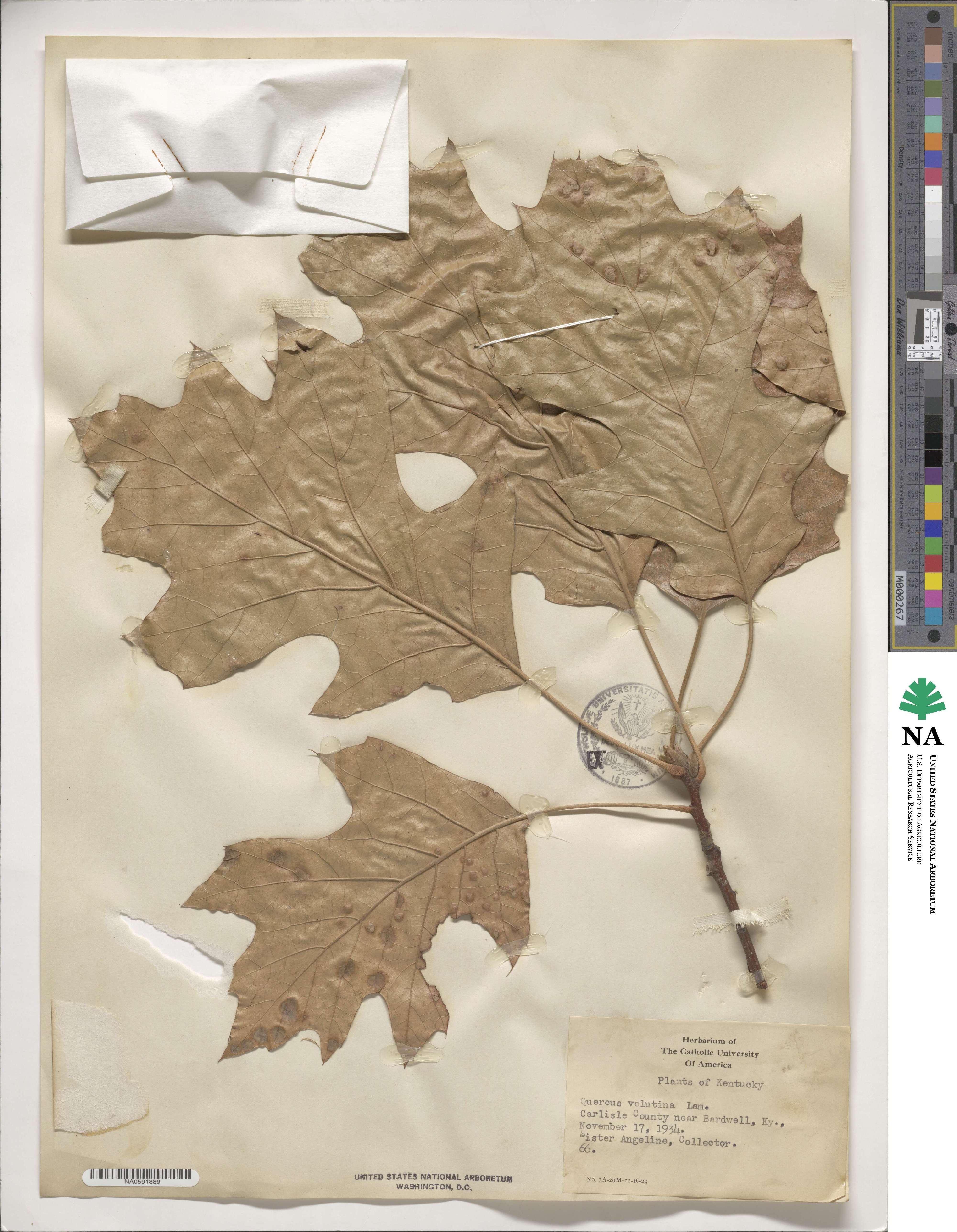 Quercus velutina image