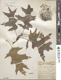 Quercus velutina image