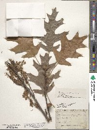 Quercus velutina image