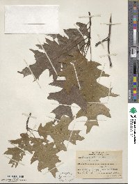 Quercus velutina image