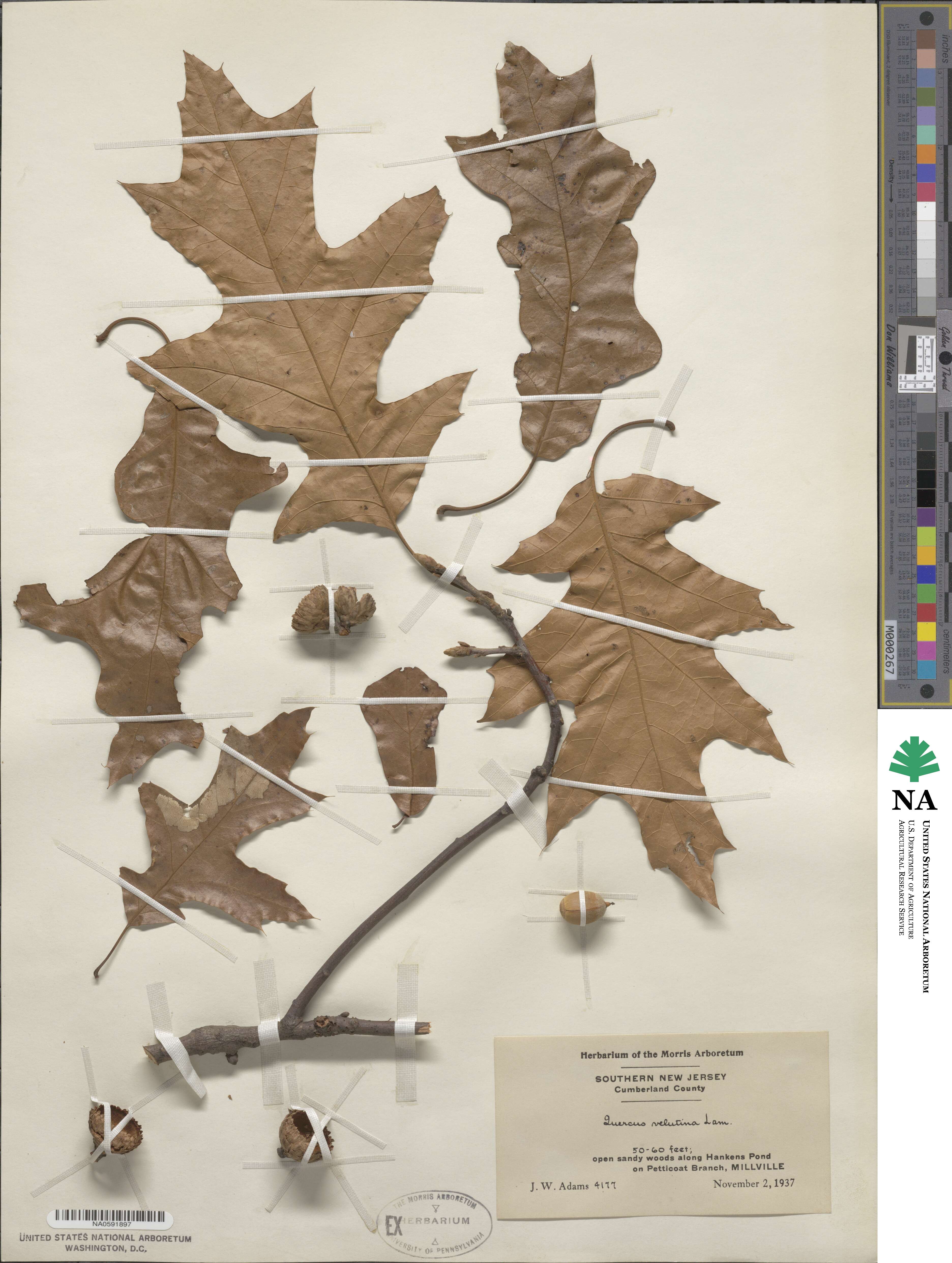 Quercus velutina image