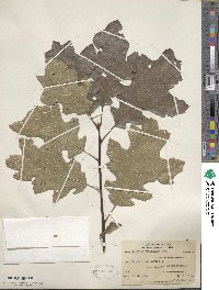 Quercus velutina image