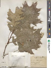 Quercus velutina image