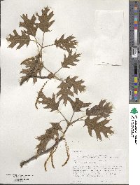 Quercus velutina image