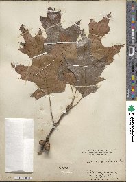 Quercus velutina image