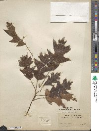 Quercus velutina image