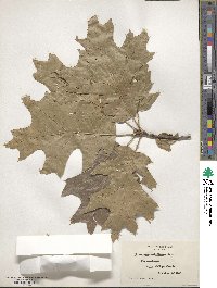 Quercus velutina image