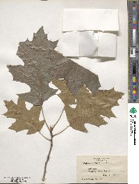 Quercus velutina image