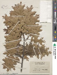 Quercus velutina image