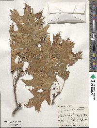 Quercus velutina image