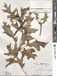 Quercus velutina image