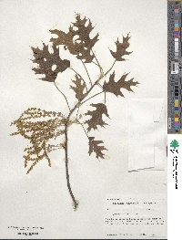 Quercus velutina image