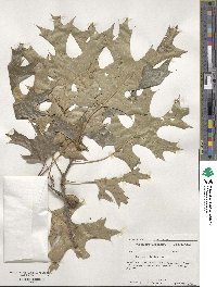 Quercus velutina image