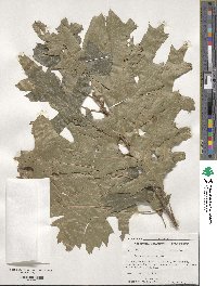 Quercus velutina image