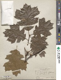 Quercus velutina image