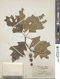 Quercus velutina image