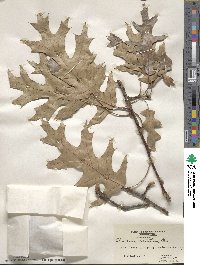 Quercus velutina image