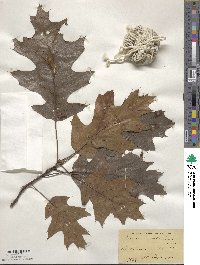 Quercus velutina image