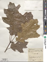 Quercus velutina image