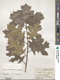 Quercus velutina image