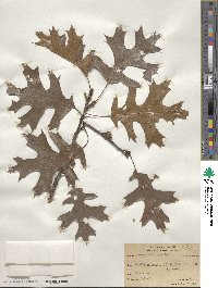 Quercus velutina image