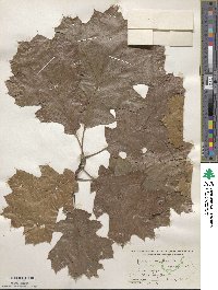 Quercus velutina image