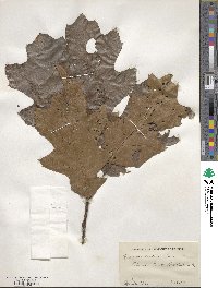 Quercus velutina image