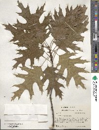 Quercus velutina image