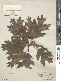 Quercus velutina image