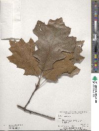 Quercus velutina image