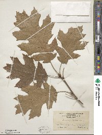 Quercus velutina image