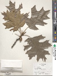 Quercus velutina image