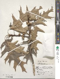 Quercus velutina image