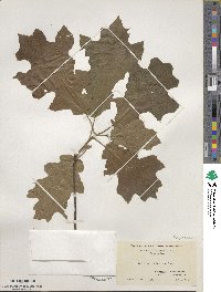 Quercus velutina image